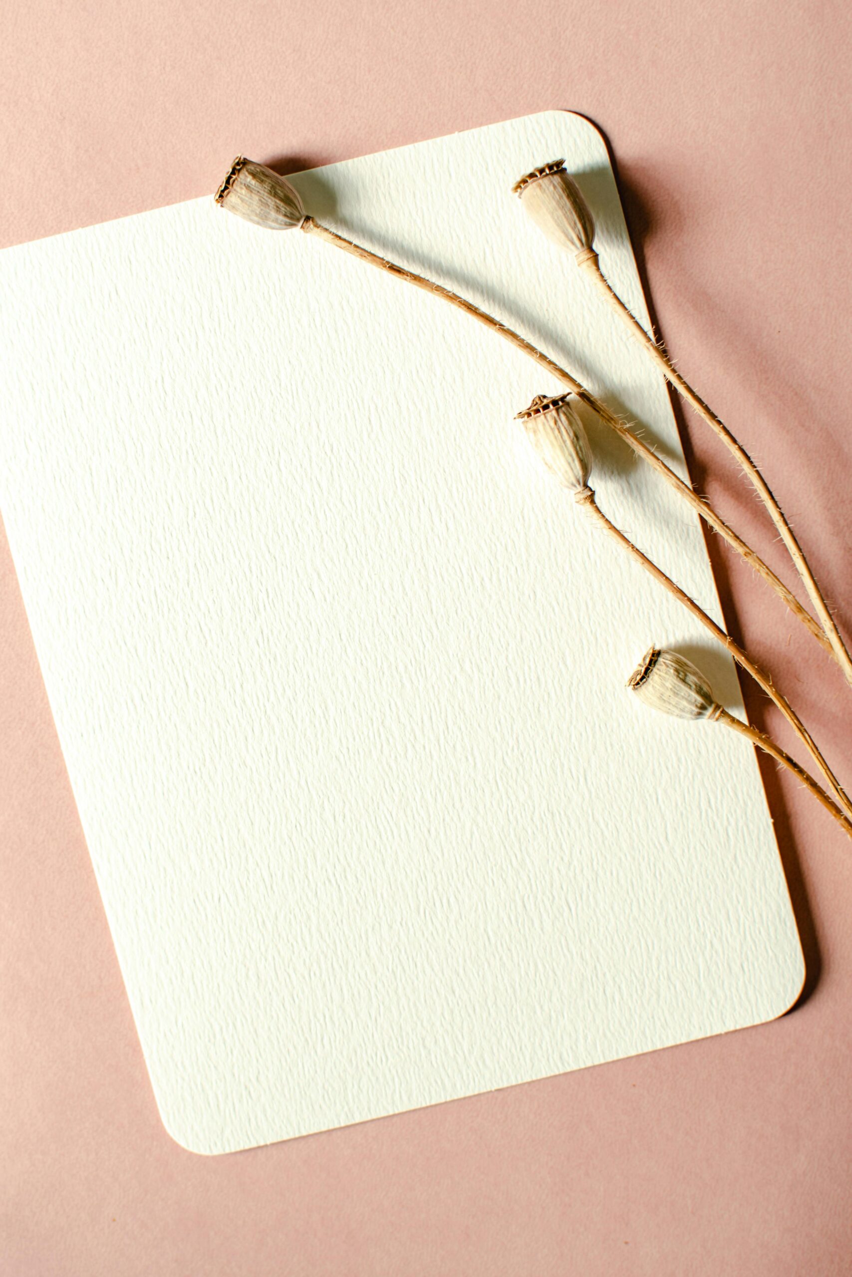 laurette naturopathe dans quel cas consulter un naturopathe feuille blanche avec des fleurs de pavots sèches