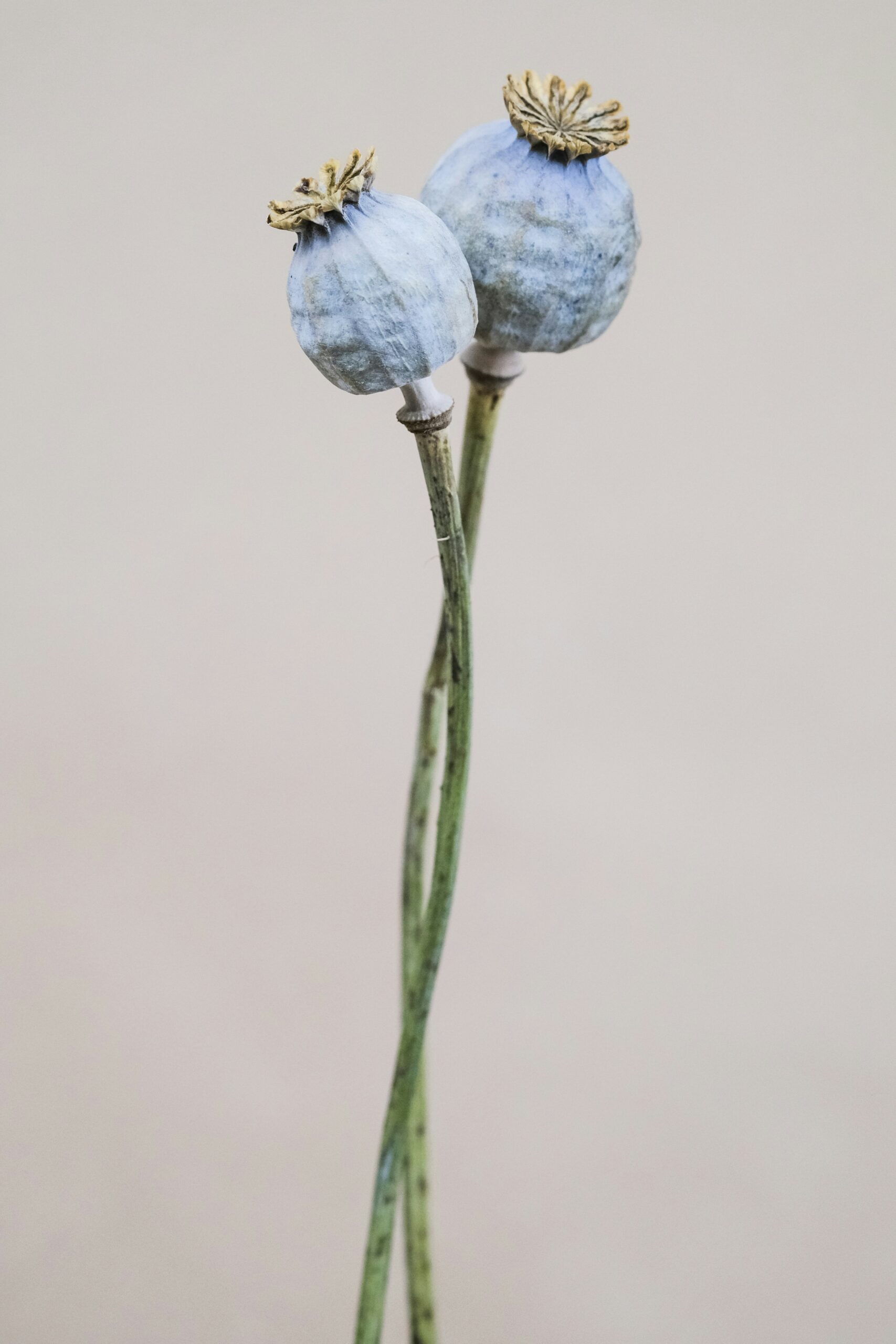 laurette naturopathe Lyon 8 blog deux fleurs de pavots sèchées entrelacées