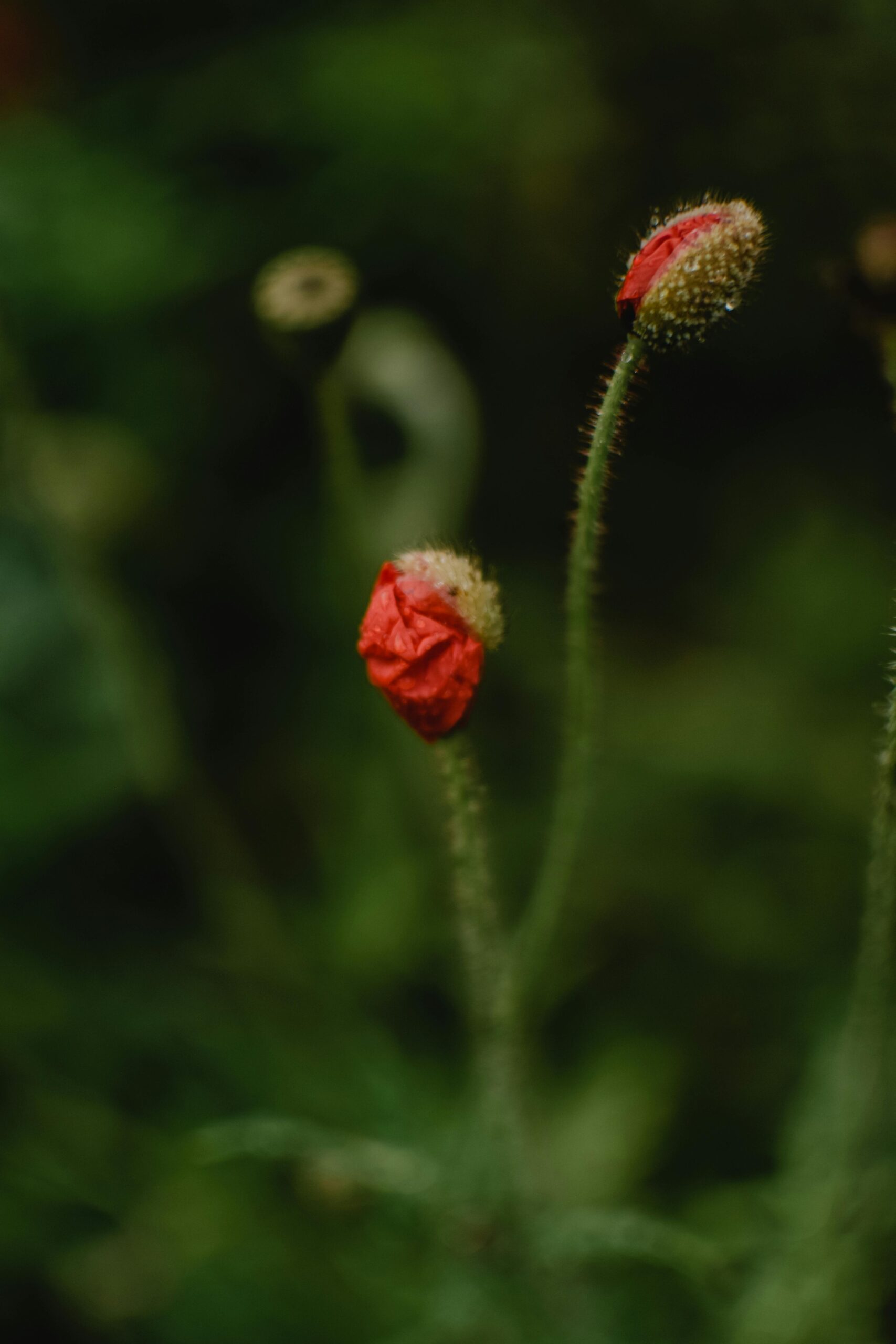 laurette naturopathe foire aux questions fleur de pavot en éclosion